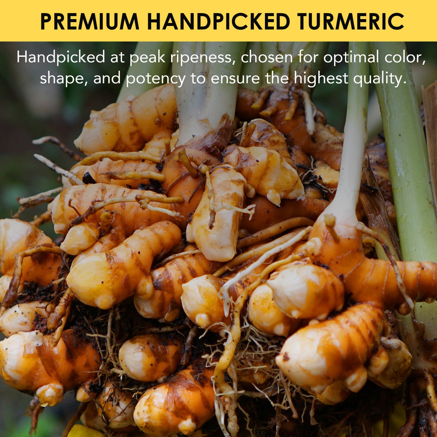 PVWWULEW TURMERIC& GINGER WITH BLACK PEPPER