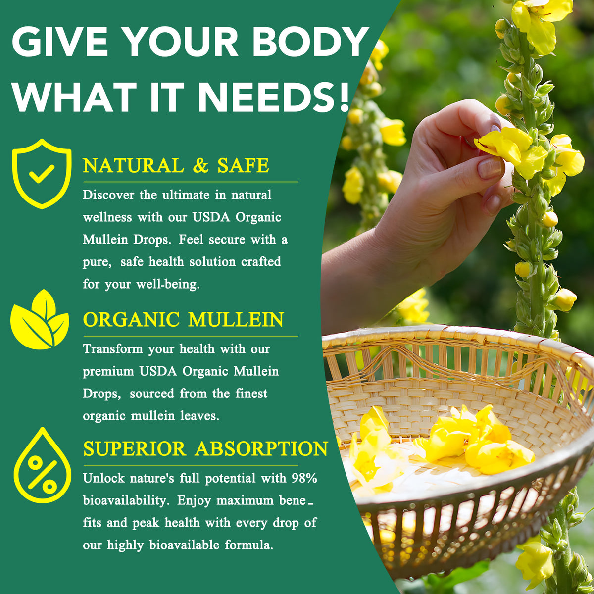 MUQVUCP MULLEIN LEAF EXTRACT