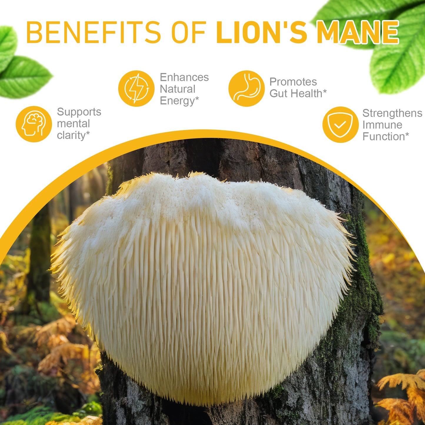 LECHTJITVA LION'S MANE LIQUID DROPS